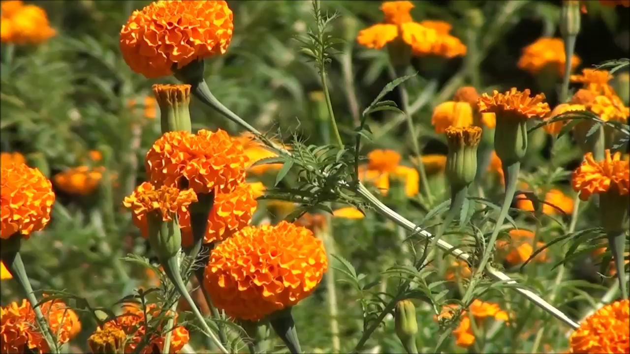 भारतीय फूल विस्थापन गर्न चाहन्छन् तिलोत्तमाका महिलाहरु