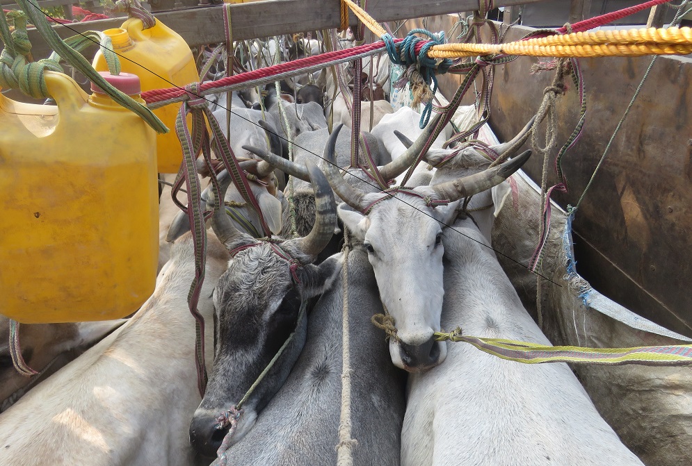 कपिलवस्तुमा एक ट्रक अबैध गाई गोरुसहीत २ जना पक्राउ