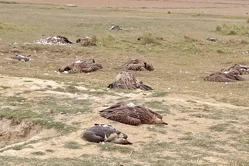 पश्चिम नवलपरासीमा सयभन्दा बढी गिद्ध मृत अवस्थामा फेला